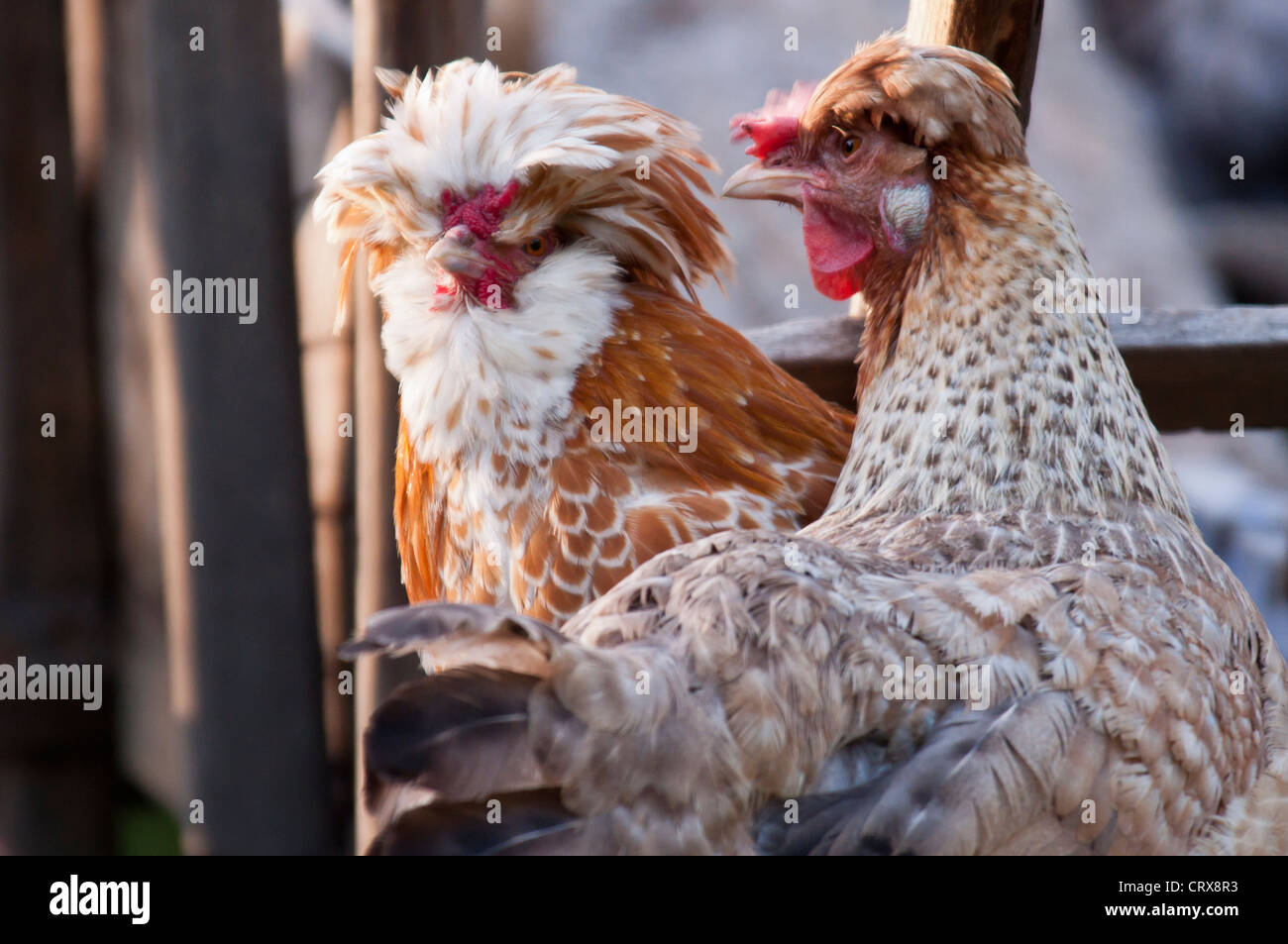 Polish Poulet (Gallus gallus domesticus) Banque D'Images