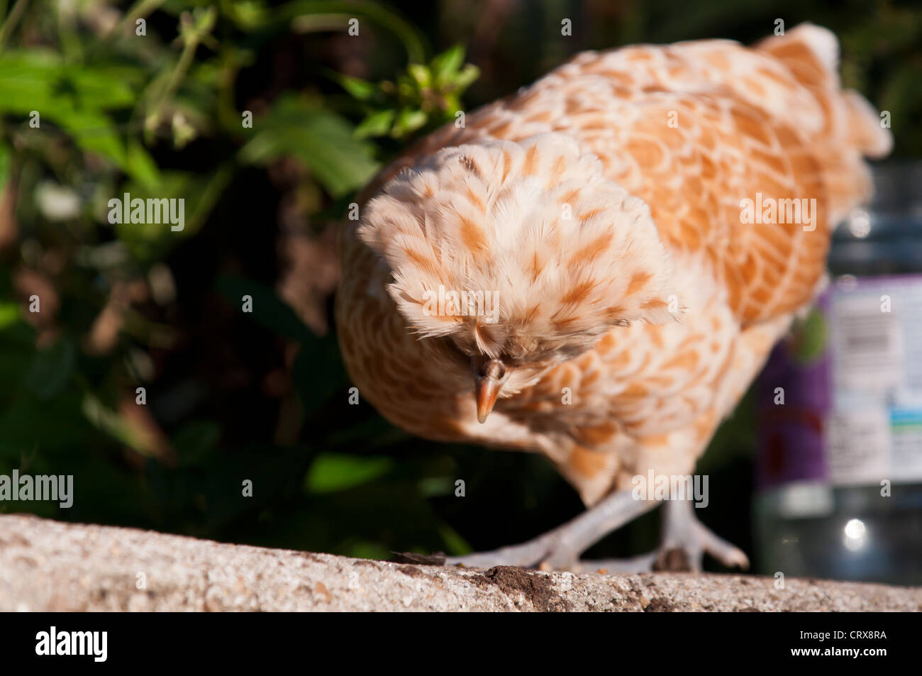 Polish Poulet (Gallus gallus domesticus) Banque D'Images