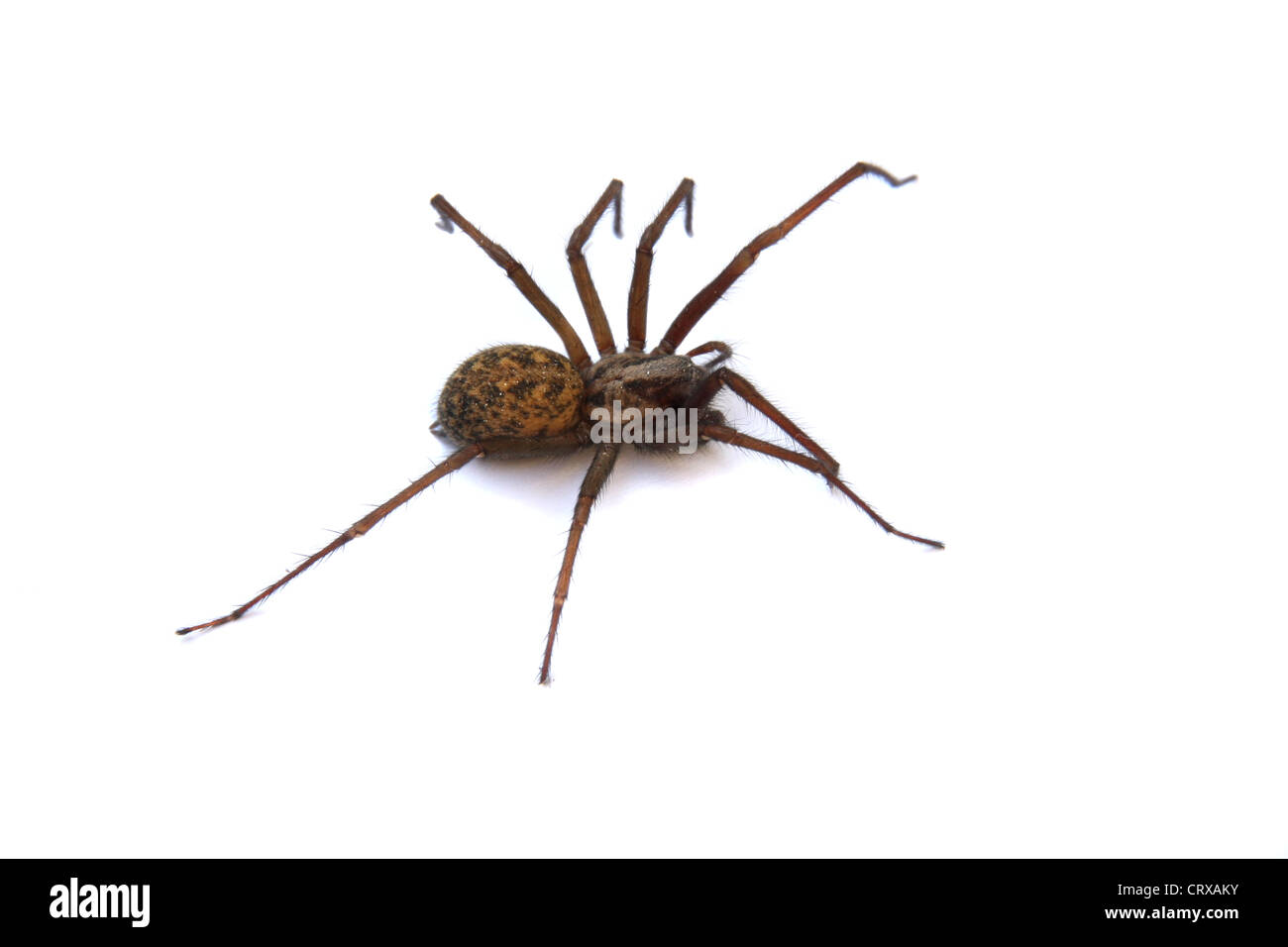Tegenaria Gigantea ou une maison commune Spider, au Royaume-Uni. Banque D'Images