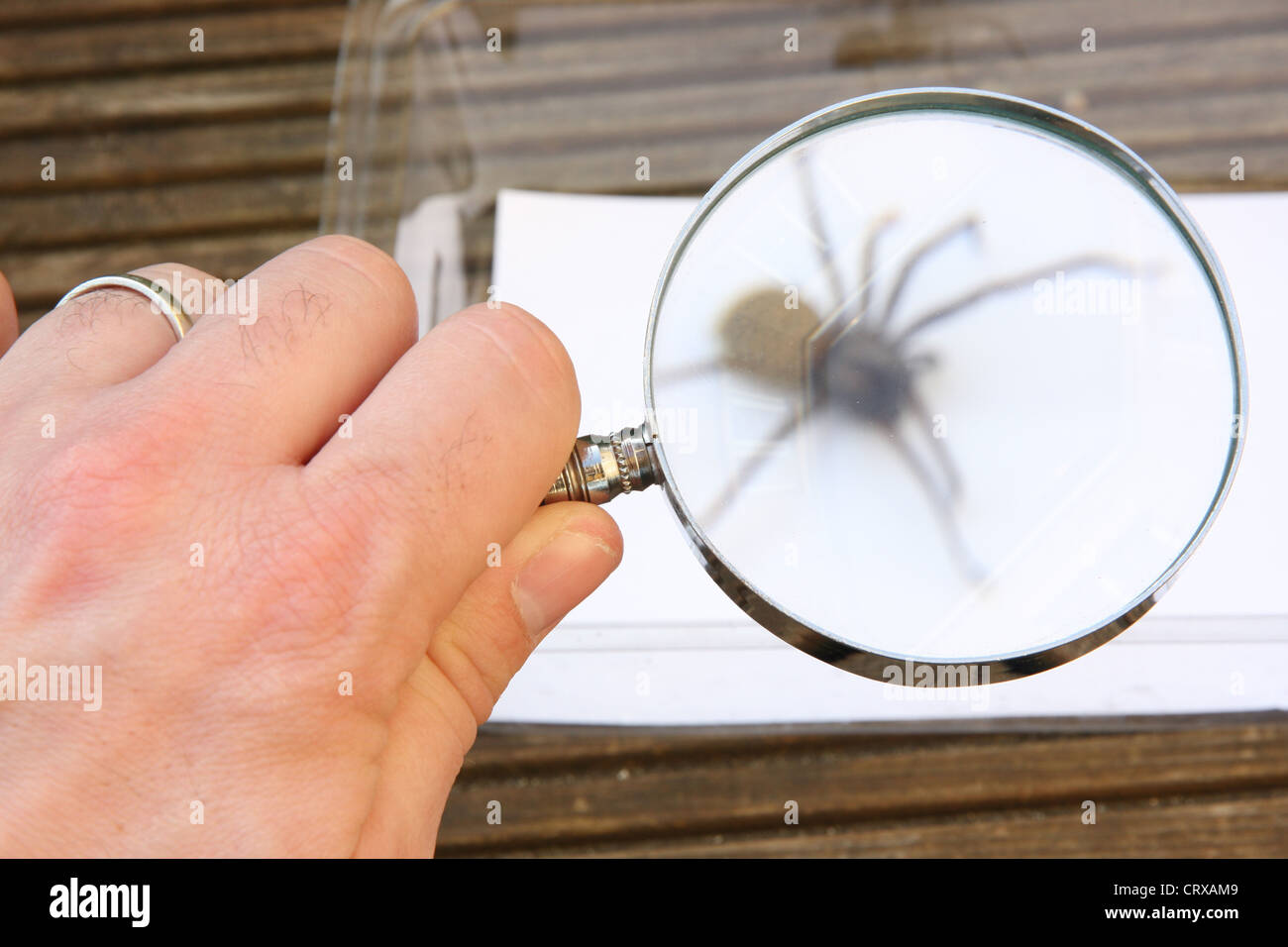 Une personne à la maison commune à une araignée à travers une loupe. Banque D'Images