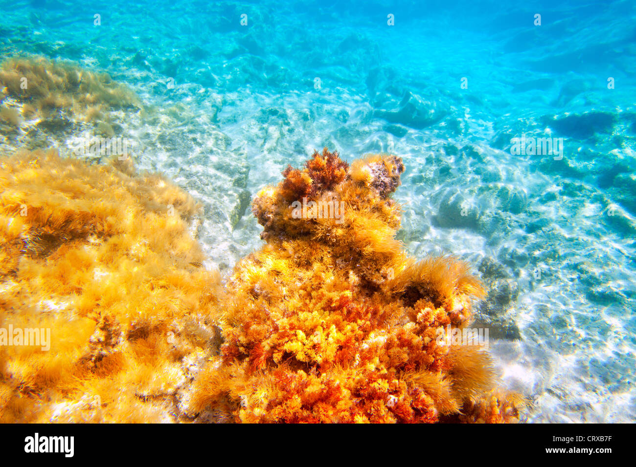 Baearic sous-marine Plongée îles mer bas vue Banque D'Images