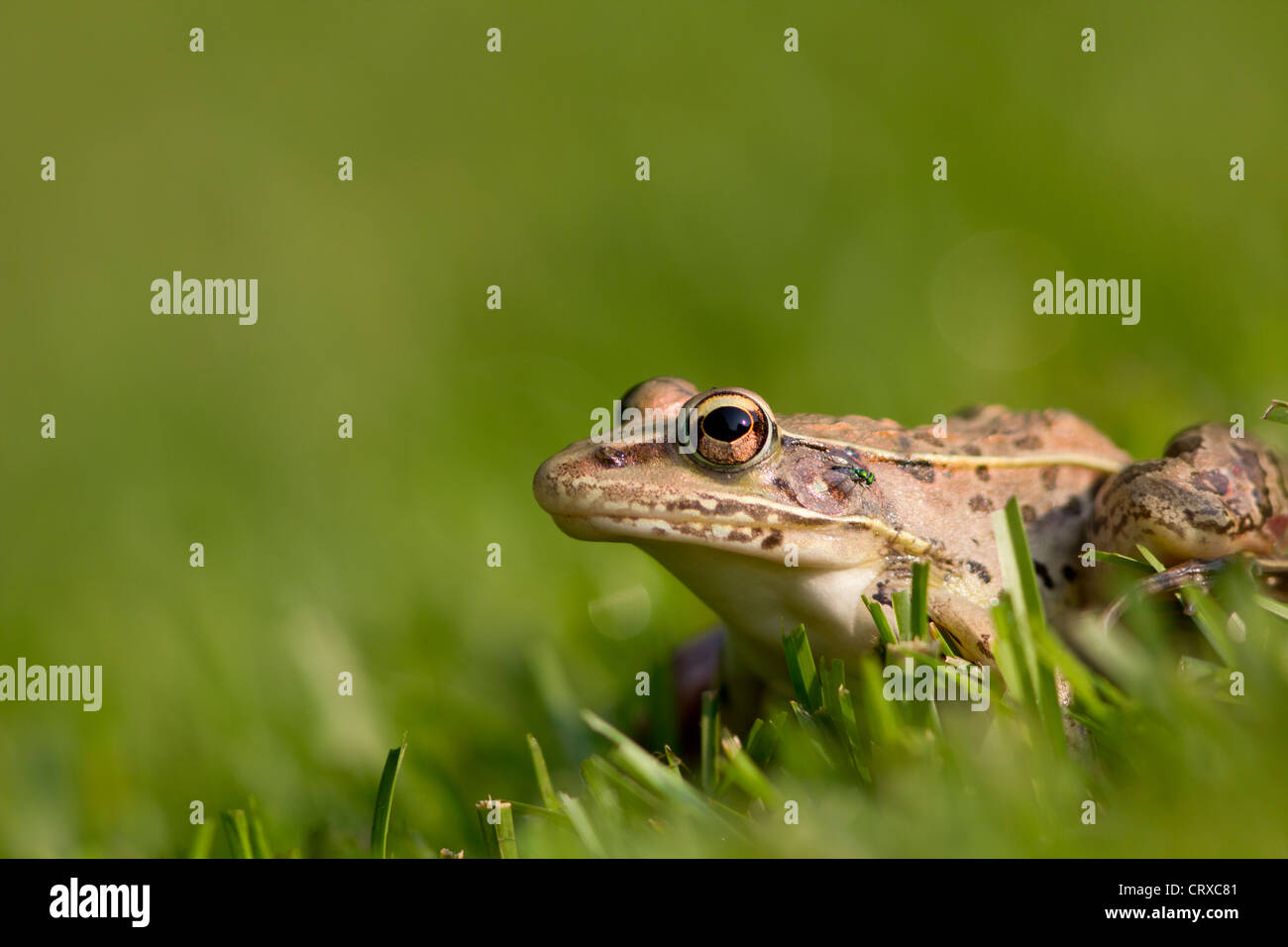Grenouille, ouaouaron américain, Rana catesbeiana Banque D'Images