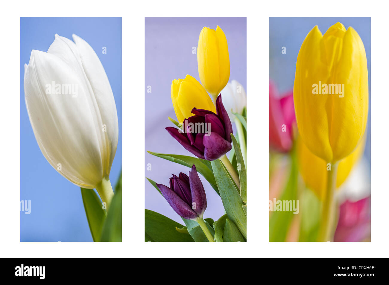 Amazing photo avec une collection de tulipes avec beaucoup de couleurs Banque D'Images