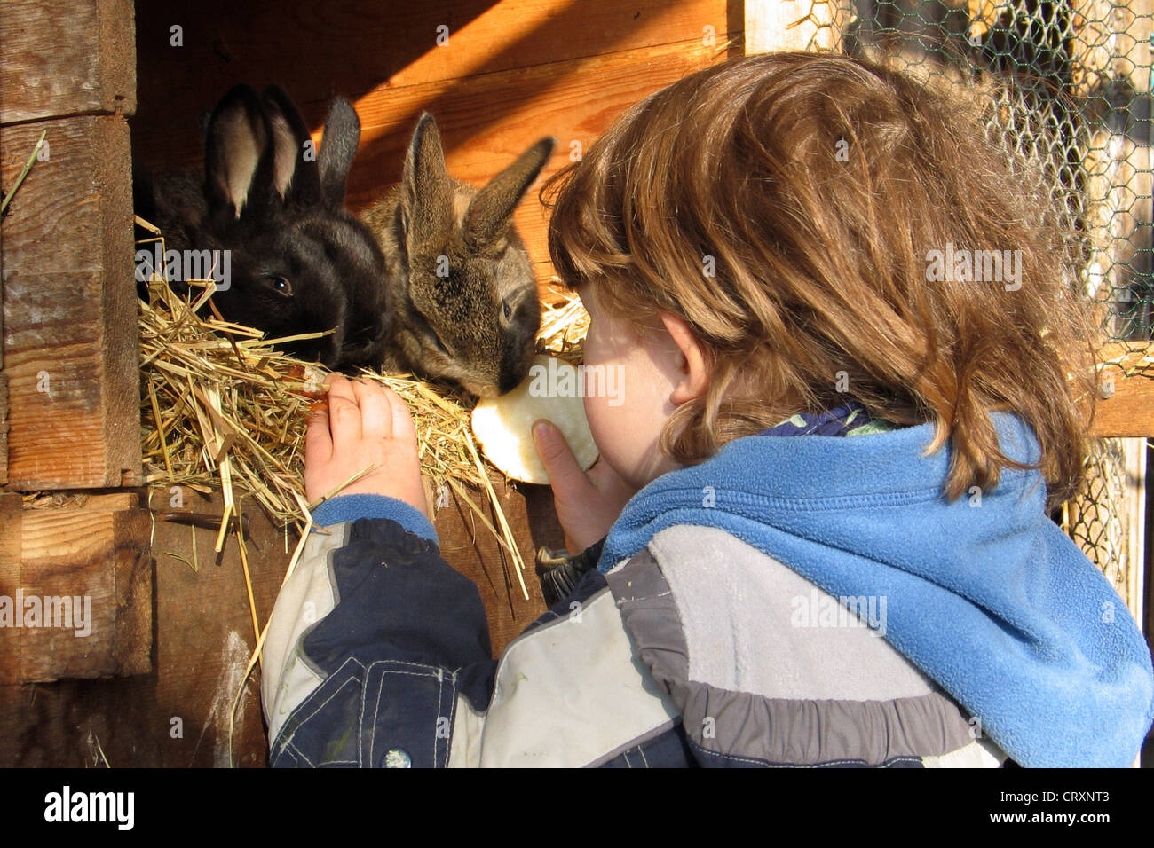 Un enfant est de nourrir les lapins à la ferme Banque D'Images