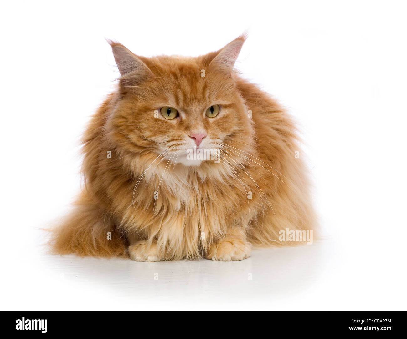 Le gingembre cat sitting on white background Banque D'Images