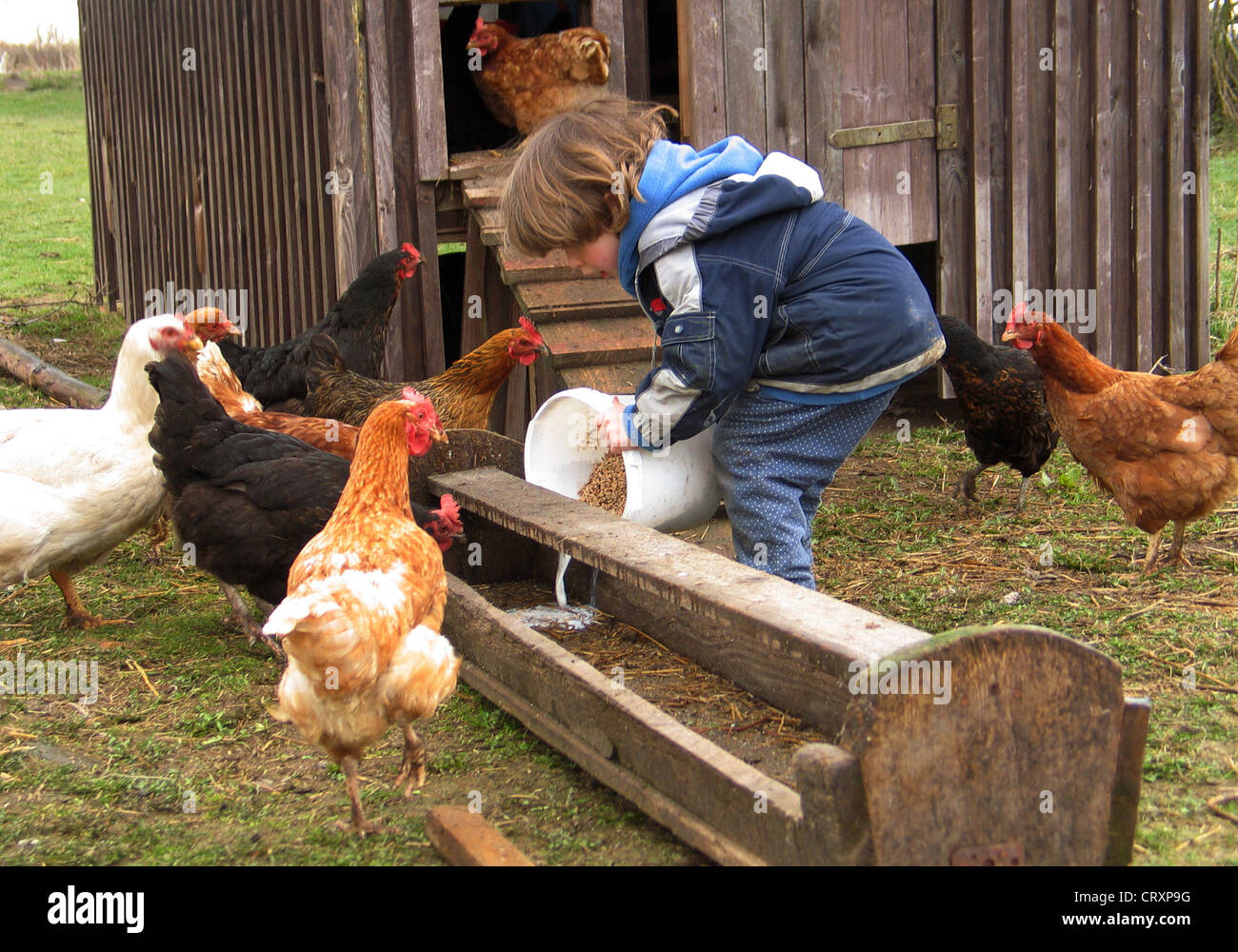 Un enfant est l'alimentation des poulets à la ferme Banque D'Images