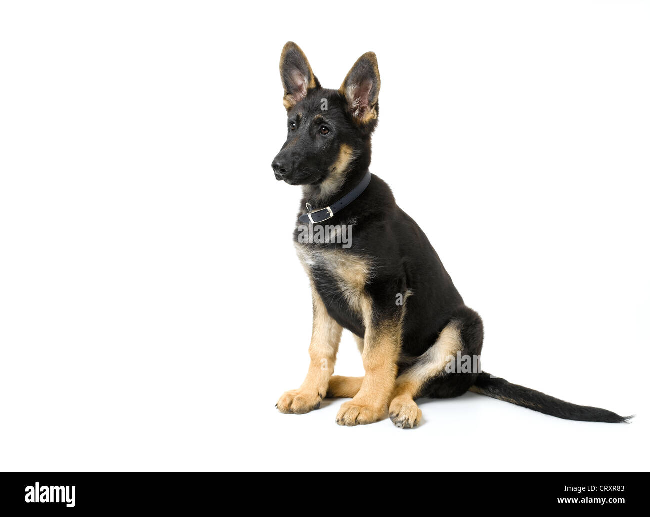 Chiot Berger Allemand Photo Stock Alamy