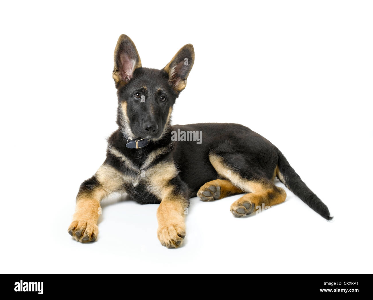 Chiot berger allemand Banque D'Images