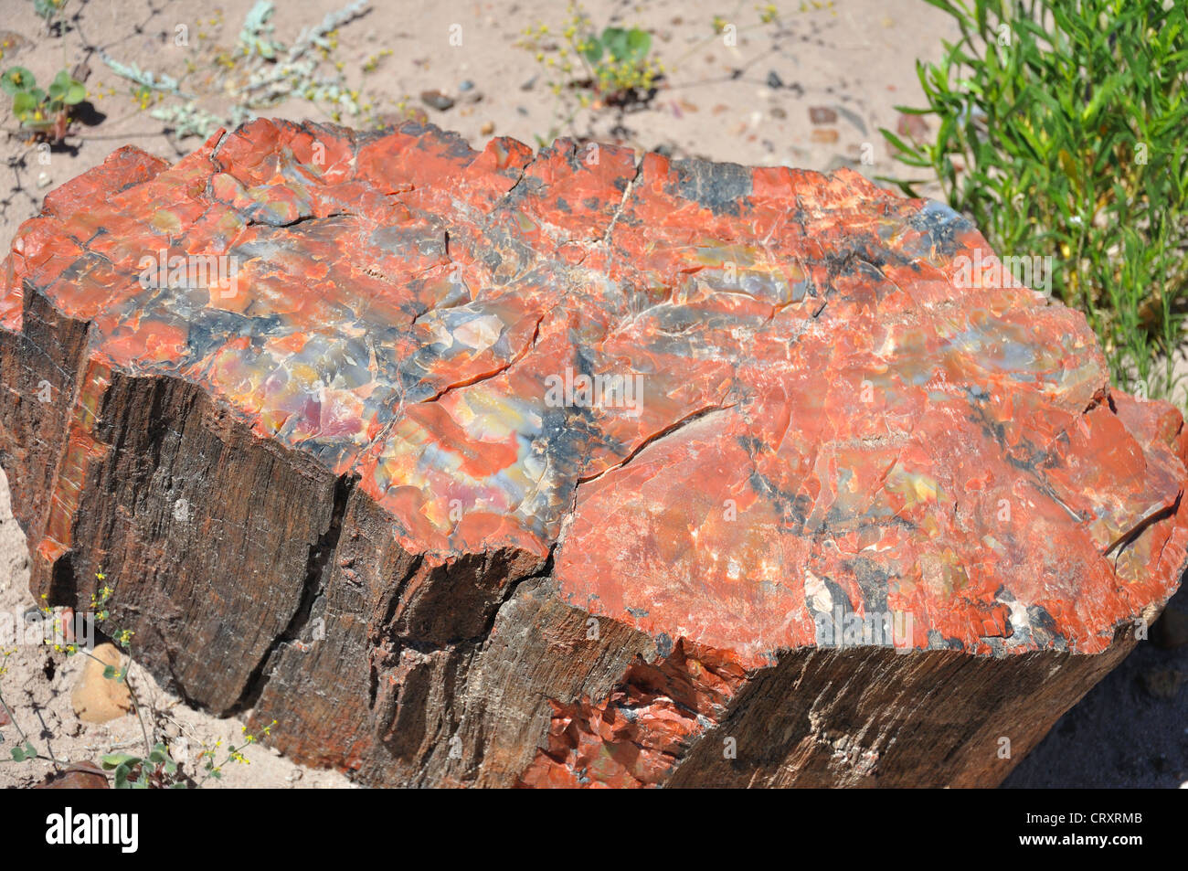 Petrified Forest National Park, Arizona, USA Banque D'Images