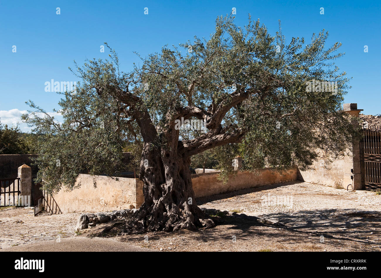 Un ancien olivier dans la cour de la Villa Fegotto, Chiaramonte Gulfi, Sicile, Italie (utilisé comme emplacement pour la série de TV de l'inspecteur Montalbano) Banque D'Images