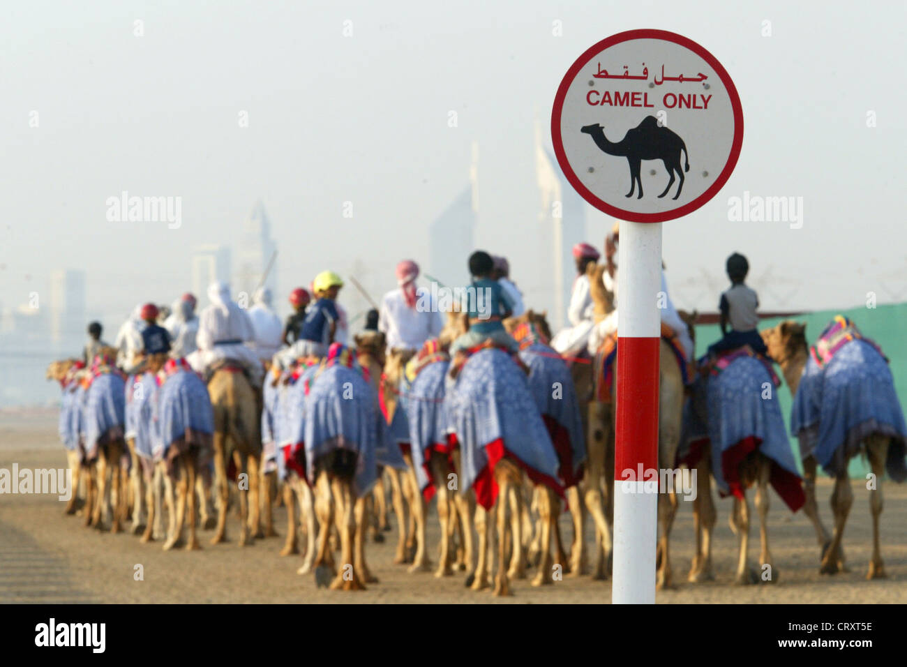 En chameau dans le désert de Dubaï Banque D'Images