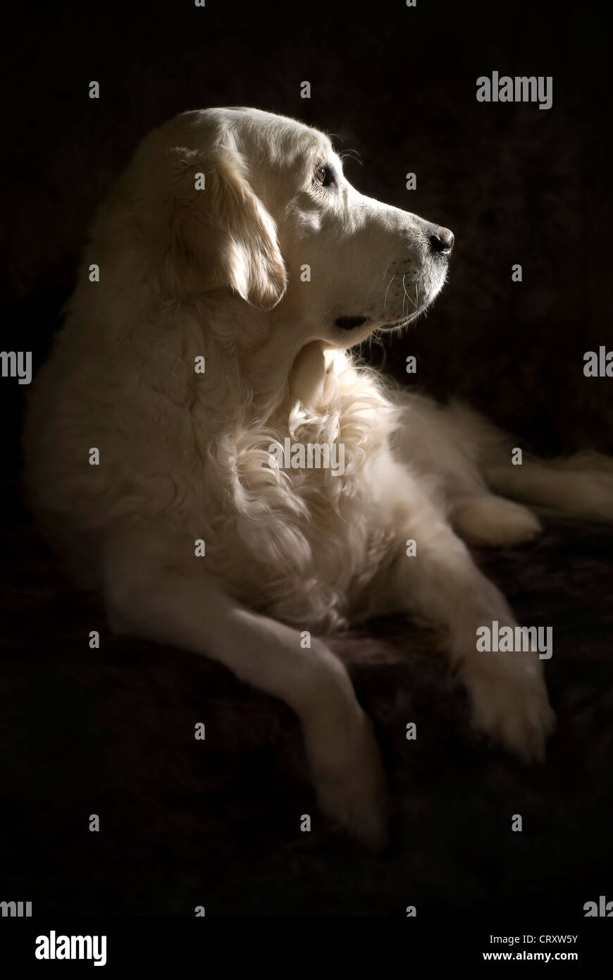 Portrait de profil d'un chien blanc couché sur fond noir foncé Banque D'Images