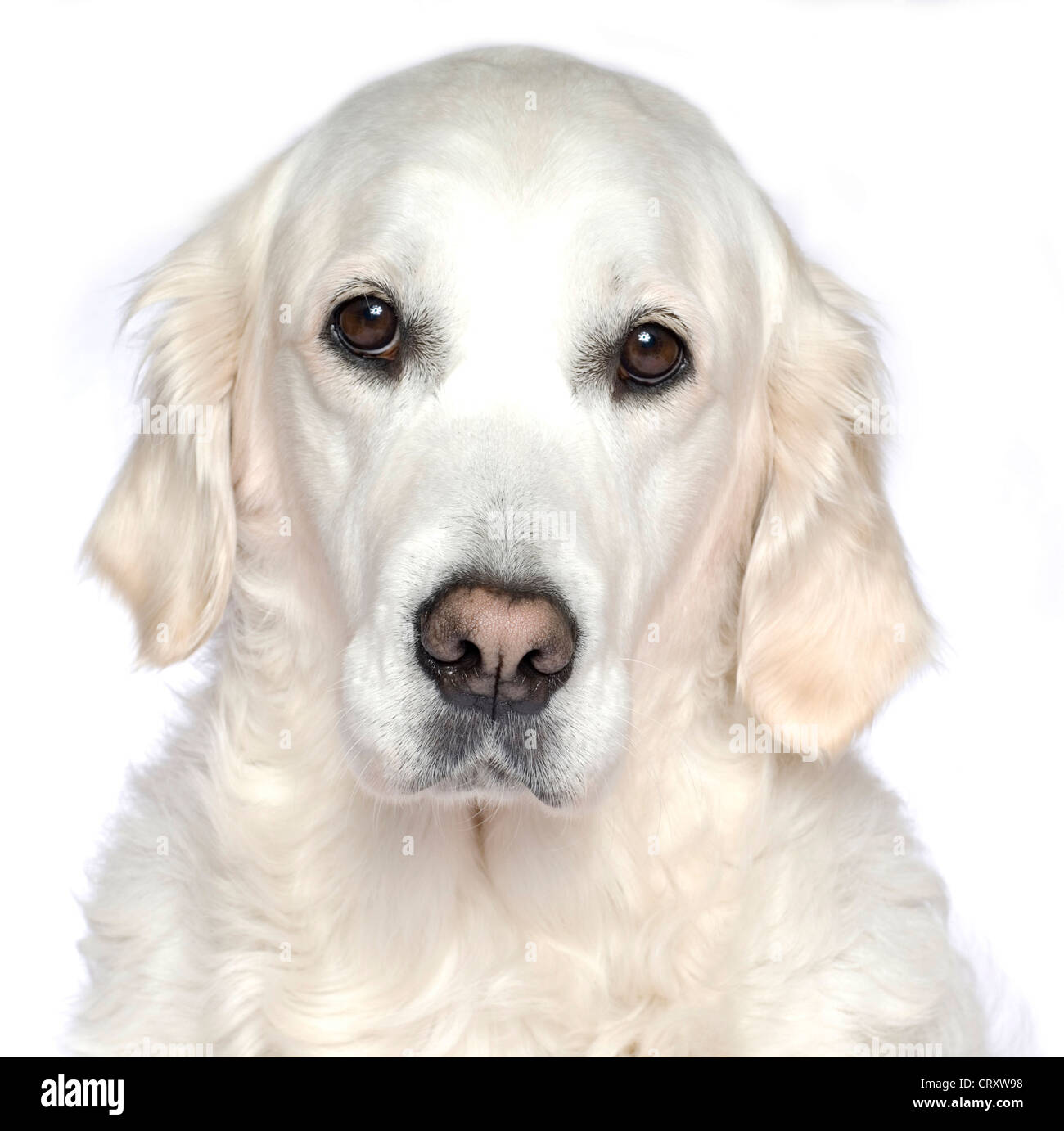 Portrait de chien Golden Retriever blanc sur fond blanc Banque D'Images