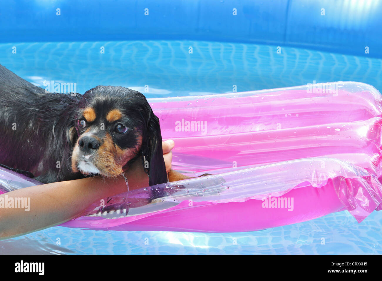 Un chien sur un matelas gonflable dans une piscine Photo Stock - Alamy