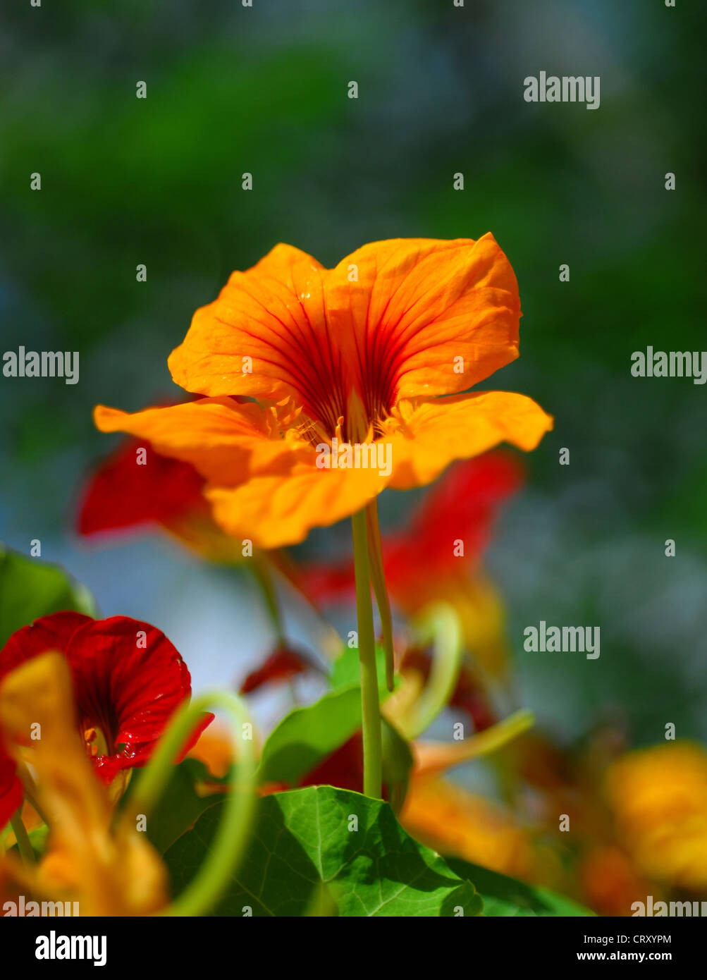 Fleurs de Capucines Orange Close-up Banque D'Images
