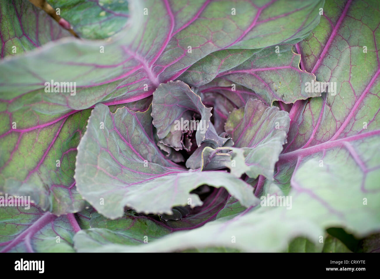 Gros plan des légumes rouges sur les feuilles glaceuses du chou « Red Jewel » croissant dans un jardin britannique Banque D'Images