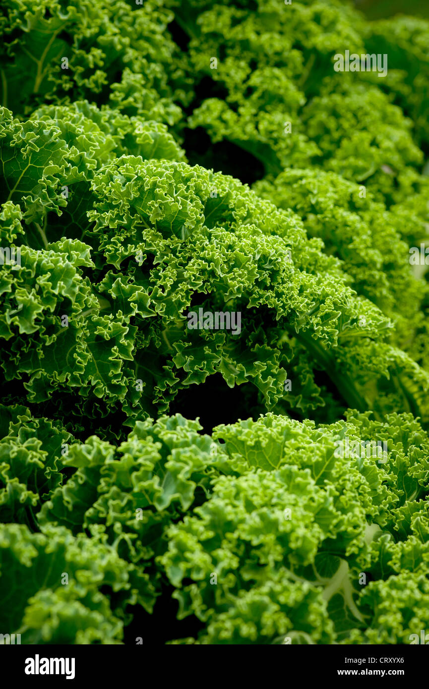 Brassica oleracea - communément connu sous le nom de Curly Kale Banque D'Images