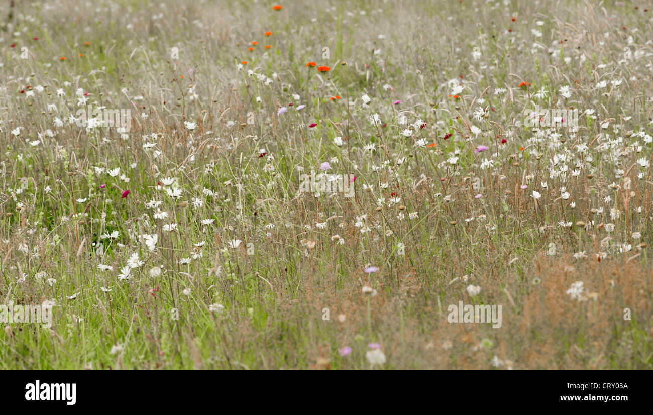 Wild Flower meadow Banque D'Images