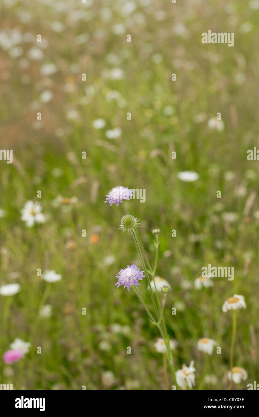Royaume-Uni prairie de fleurs sauvages Banque D'Images
