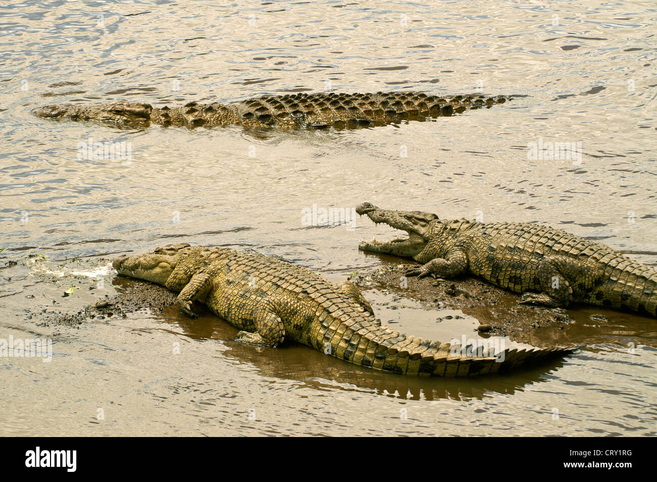 Les crocodiles du Nil dans la rivière Mara, Masai Mara, Kenya Banque D'Images