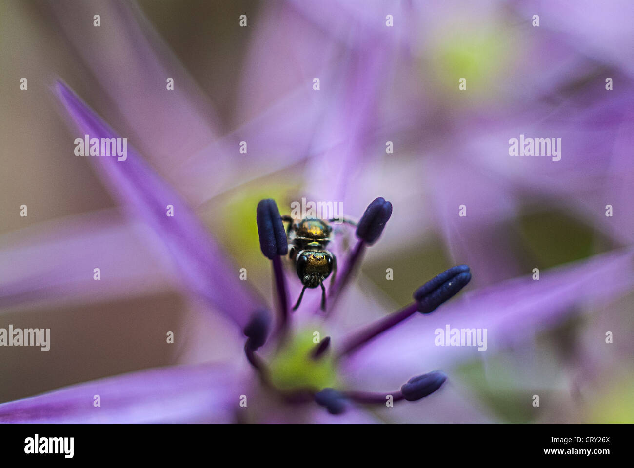 Allium Purple flower macro close up montrant gouttes de pluie Banque D'Images
