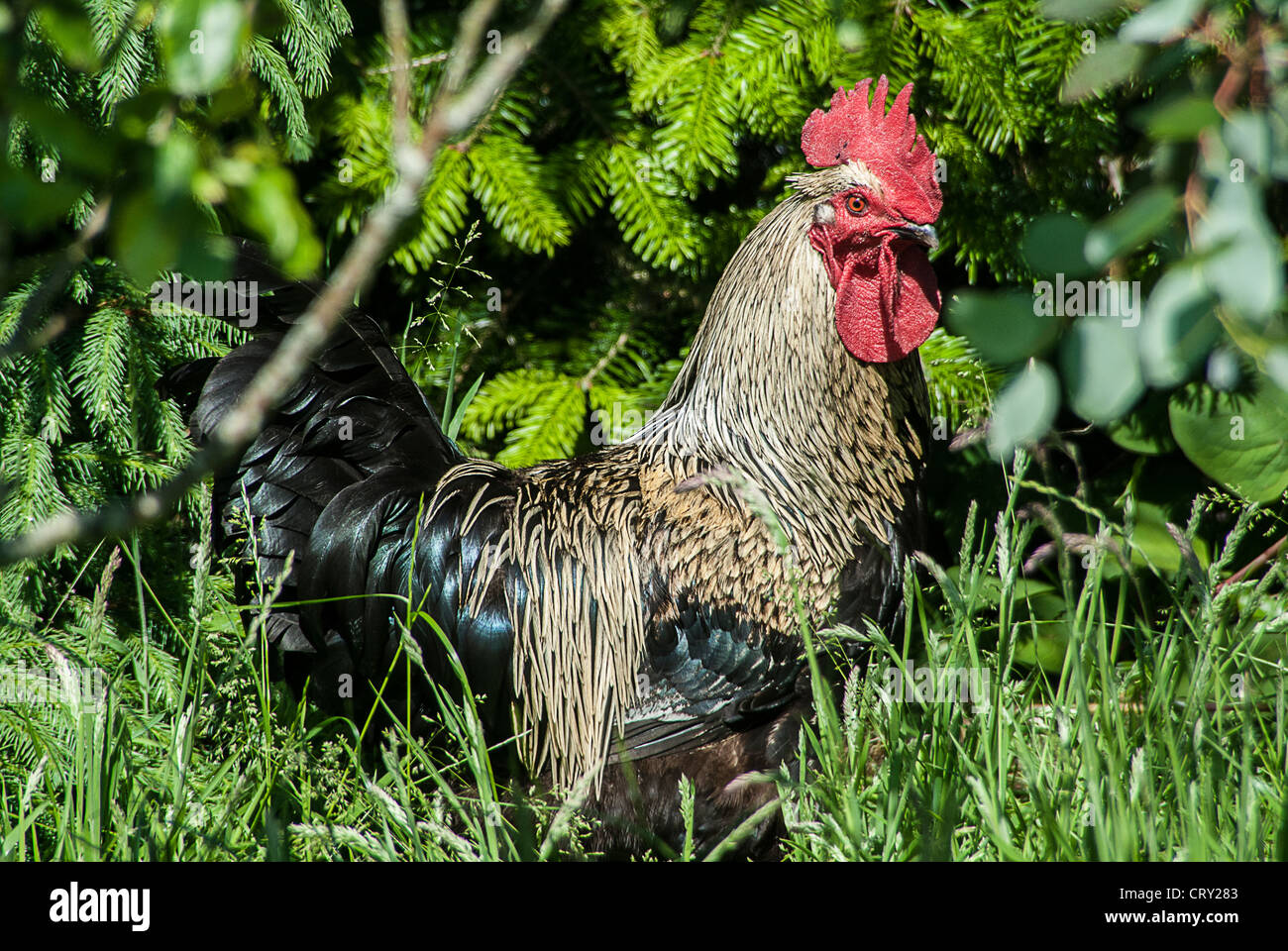 Coq Maran dans un champ Banque D'Images