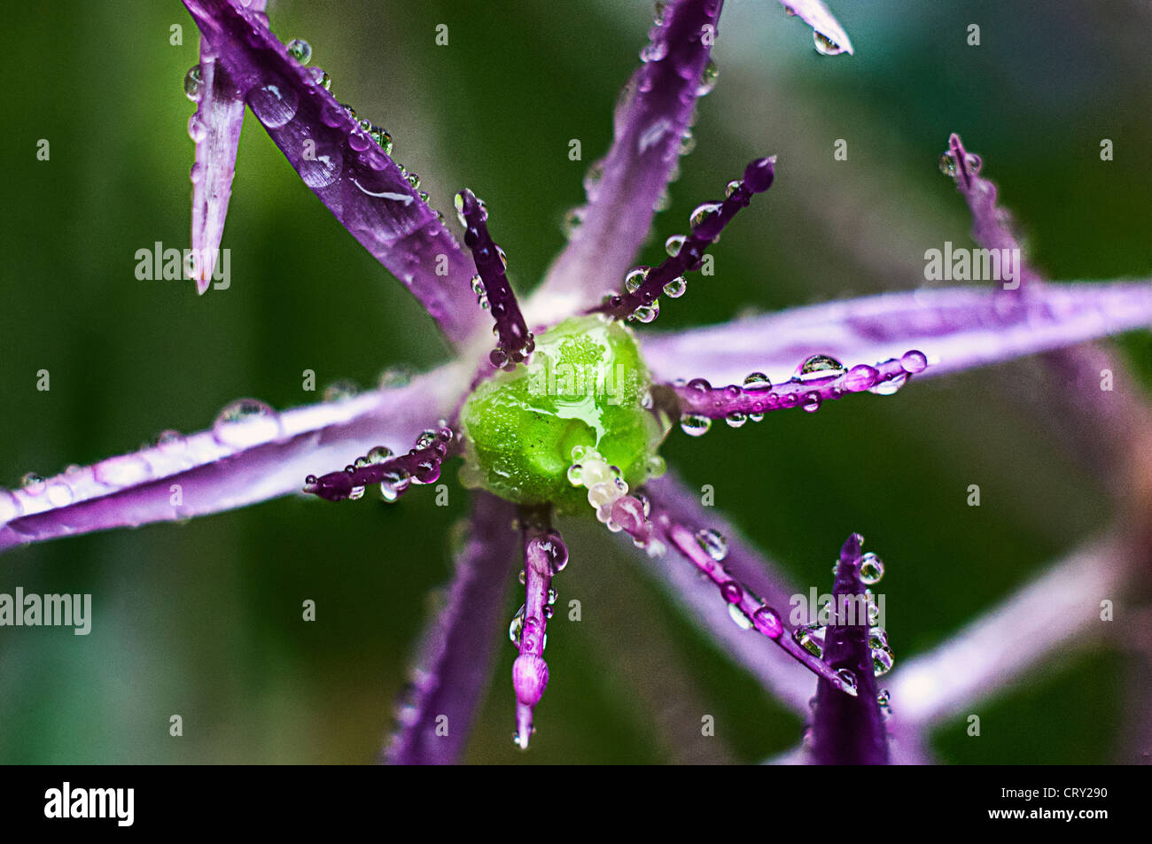 Allium purple flower macro photographie avec des gouttelettes de pluie sur les pétales Banque D'Images
