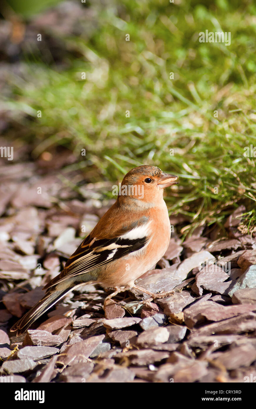 Chaffinch mâle sur le terrain dans un jardin en Grande-Bretagne de manger une graine Banque D'Images