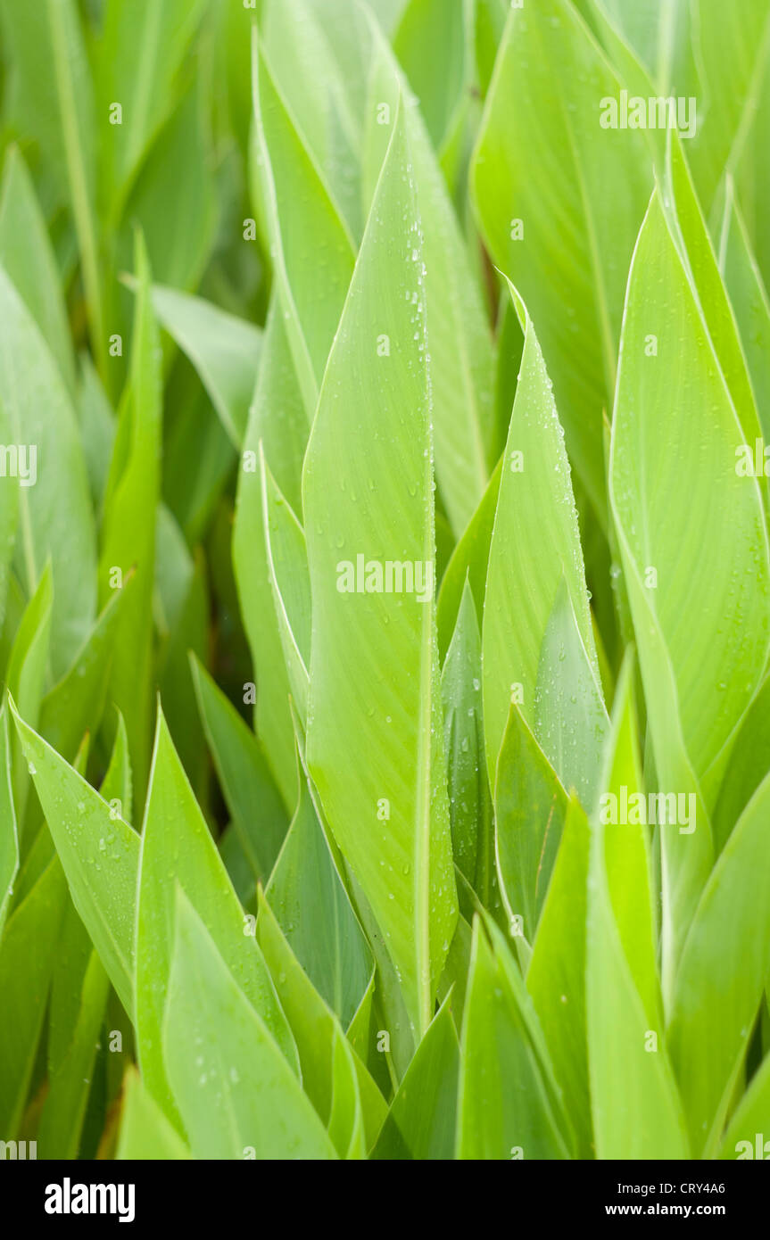 Feuilles de canna lily Banque D'Images