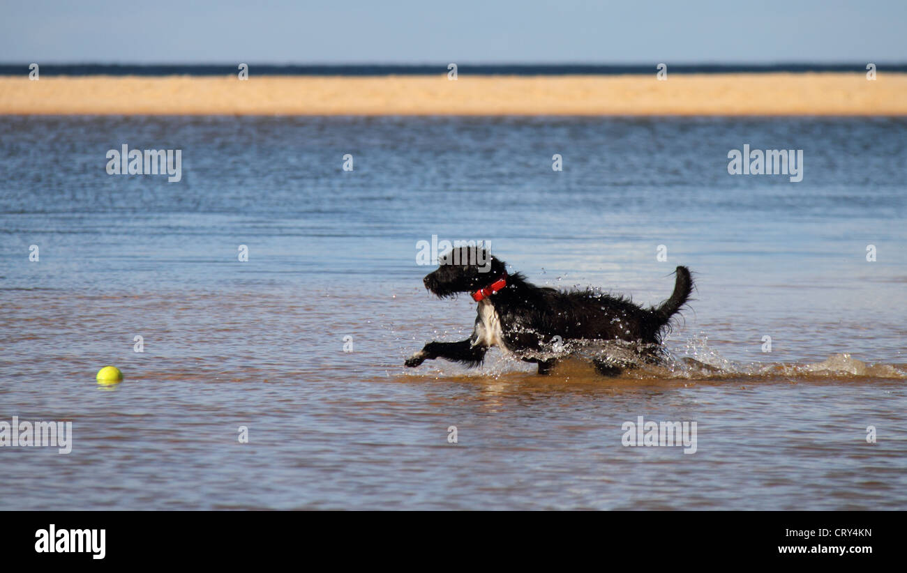 Jack Russell Terrier caniche miniature cross Banque D'Images