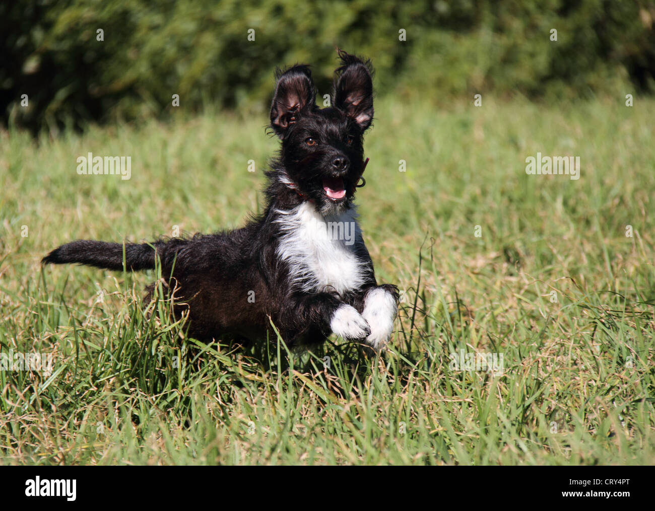 Jack Russell Terrier caniche miniature cross Banque D'Images