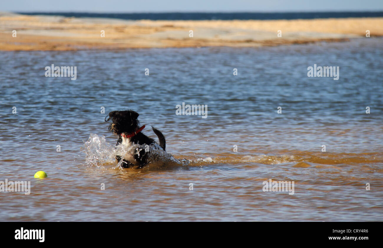 Jack Russell Terrier caniche miniature cross Banque D'Images
