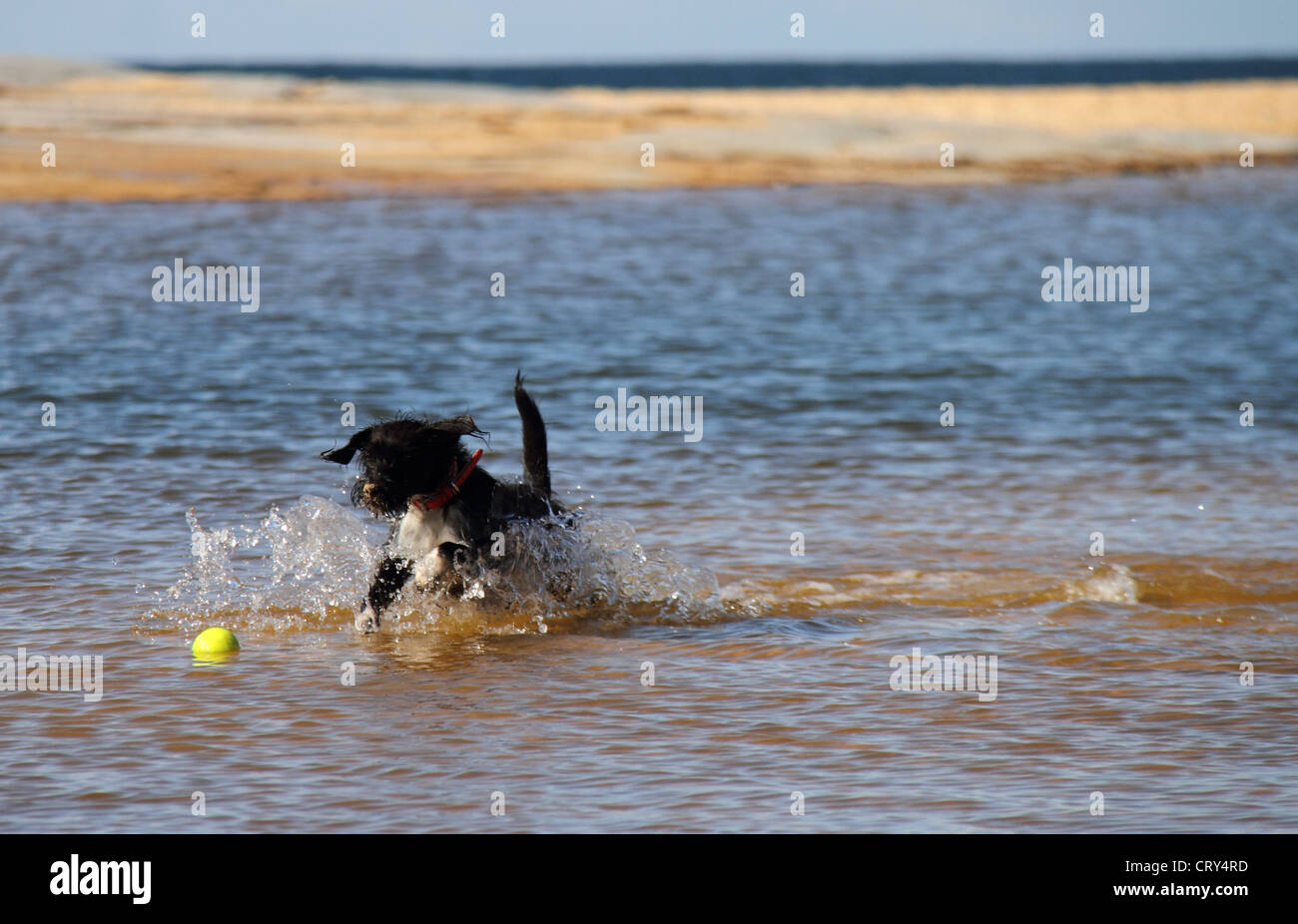 Jack Russell Terrier caniche miniature cross Banque D'Images