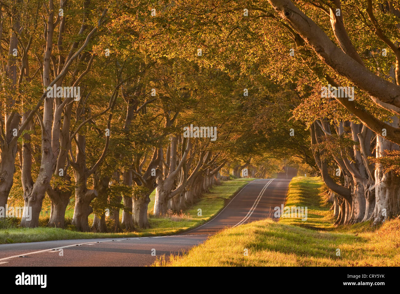 Le Beech avenue bordée d'arbres qui traversent le Kingston Lacy estate dans le Dorset. Banque D'Images