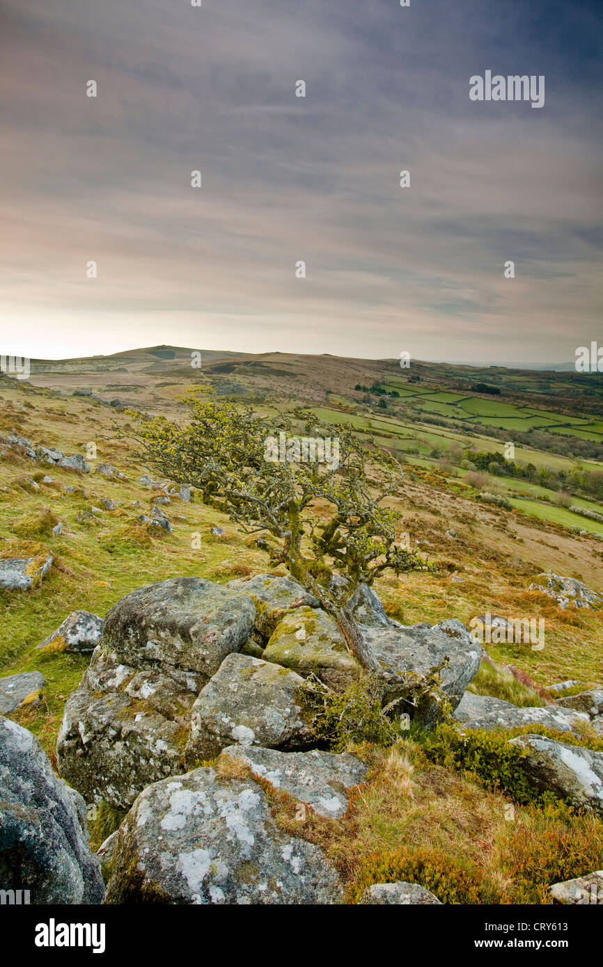 En effet, un arbre qui pousse sur des roches sur une tor dans le Dartmoor National Park, Devon. Banque D'Images