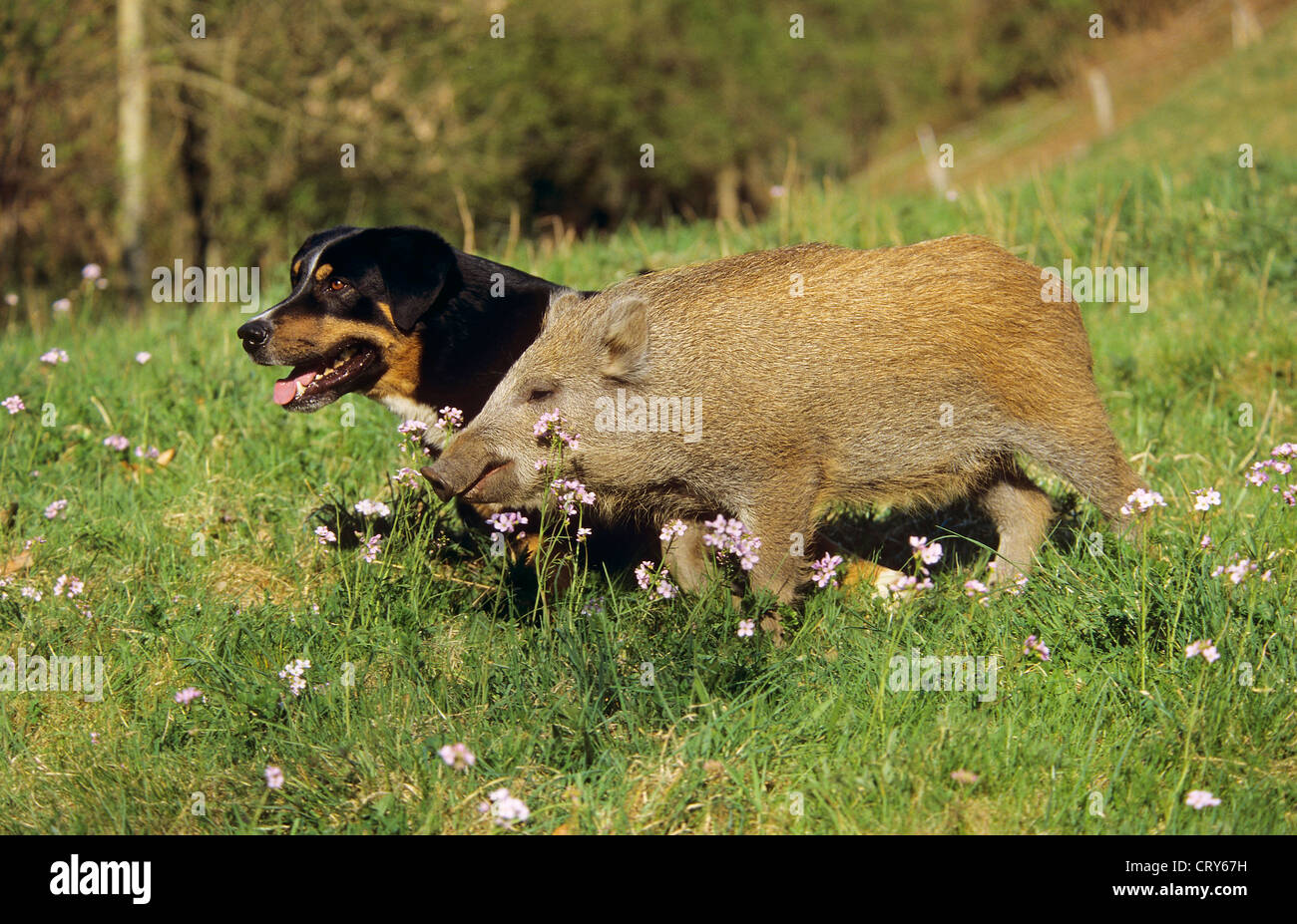 Le sanglier Sus scrofa Banque D'Images