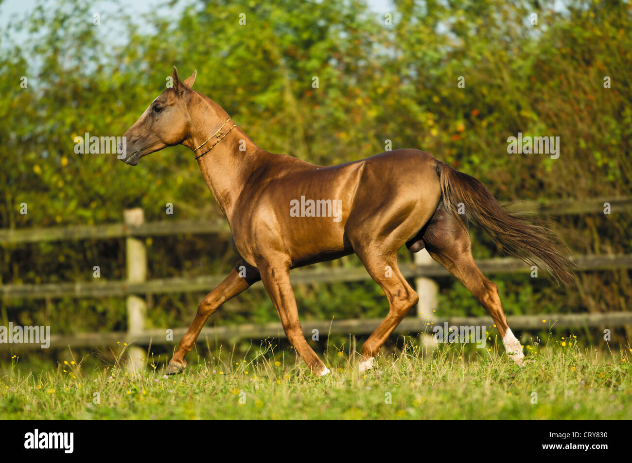Akhal-Teke Equus ferus caballus Banque D'Images