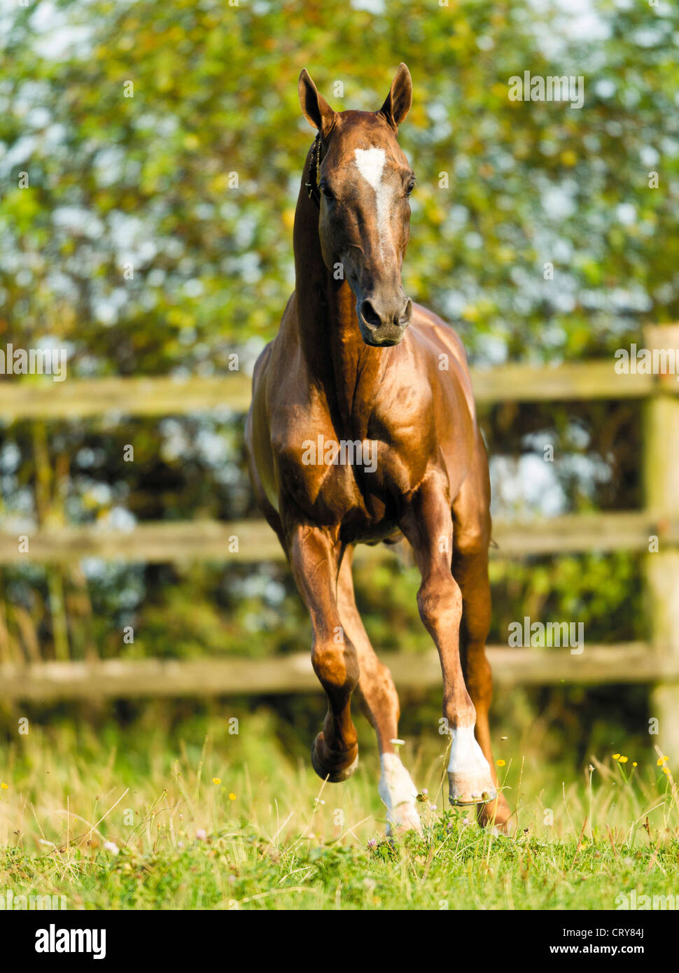 Akhal-Teke Equus ferus caballus Banque D'Images