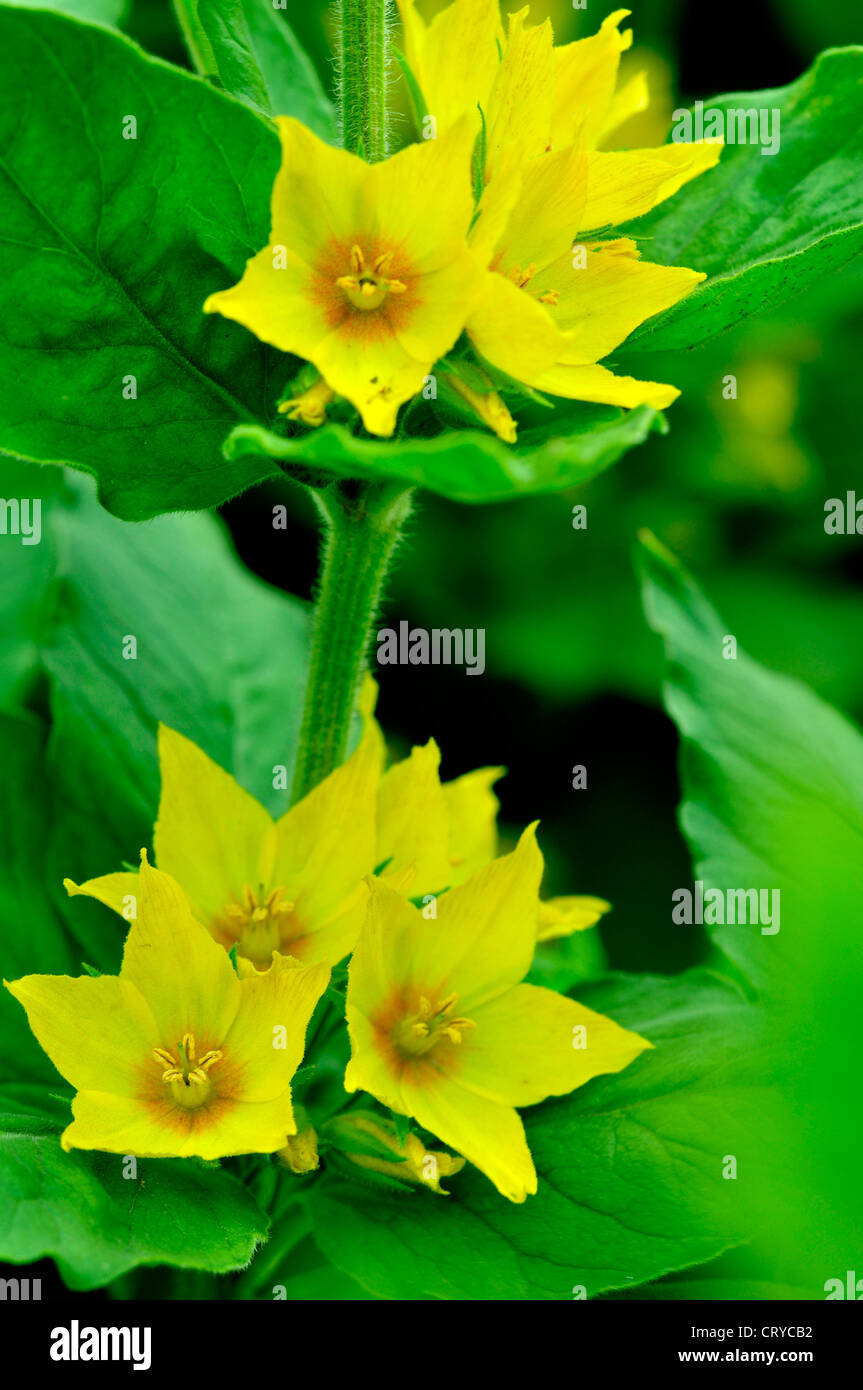 Les jolies fleurs jaune salicaire UK Banque D'Images