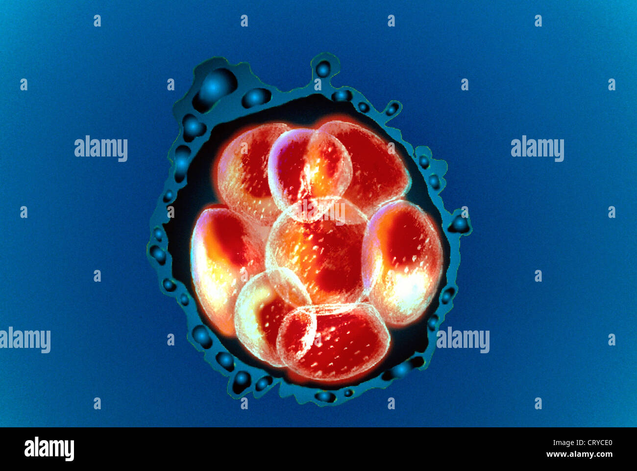Embryon, ILLUSTRATION Banque D'Images