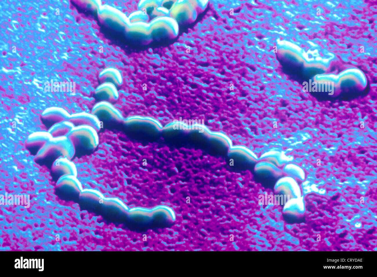 ENTEROCOCCUS FAECALIS Banque D'Images