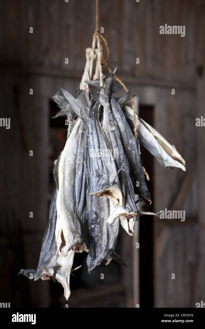 Stockfish, morue, séchage en cabane de pêcheur dans le cercle arctique, île de Ringvassoya dans la région de Tromso, Norvège du Nord Banque D'Images