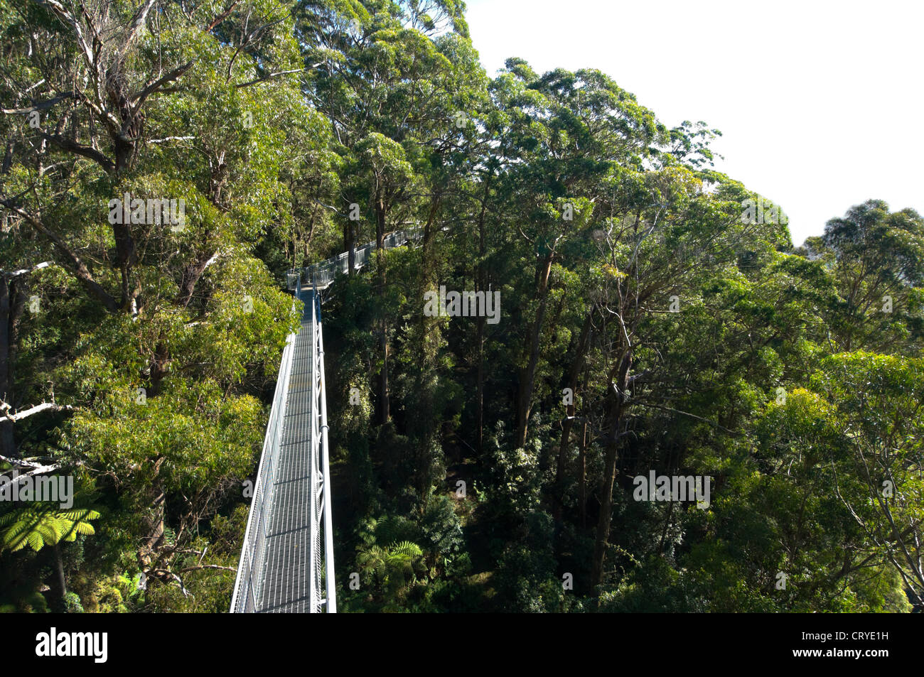 Illawarra fly cime des arbres promenade Banque de photographies et d ...
