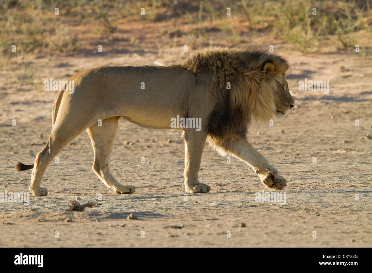 À côté d'une vue sur l'homme Kalahari lion (Panthera leo) avec de grandes balades mane Banque D'Images