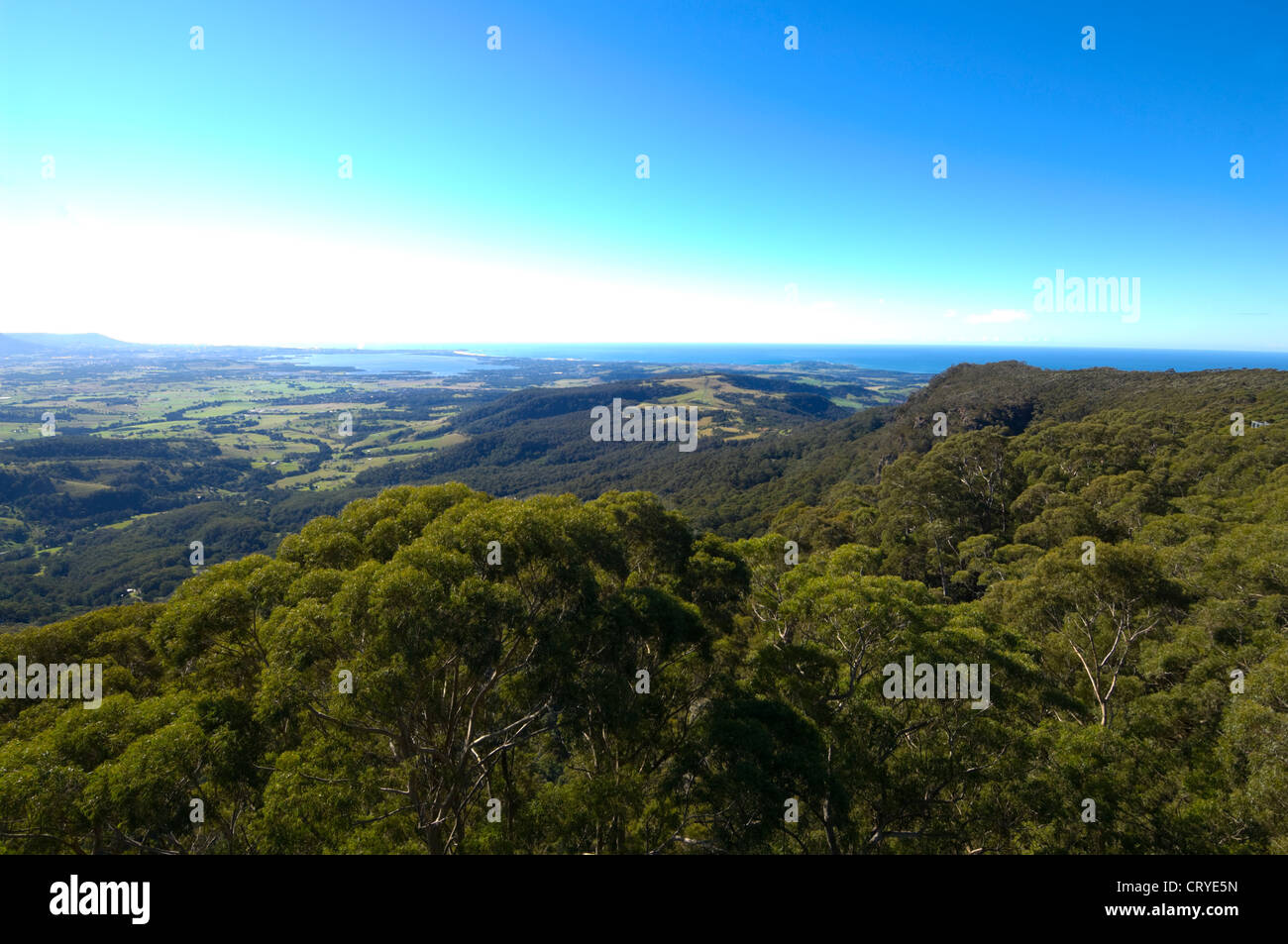 Illawarra fly cime des arbres promenade Banque de photographies et d ...