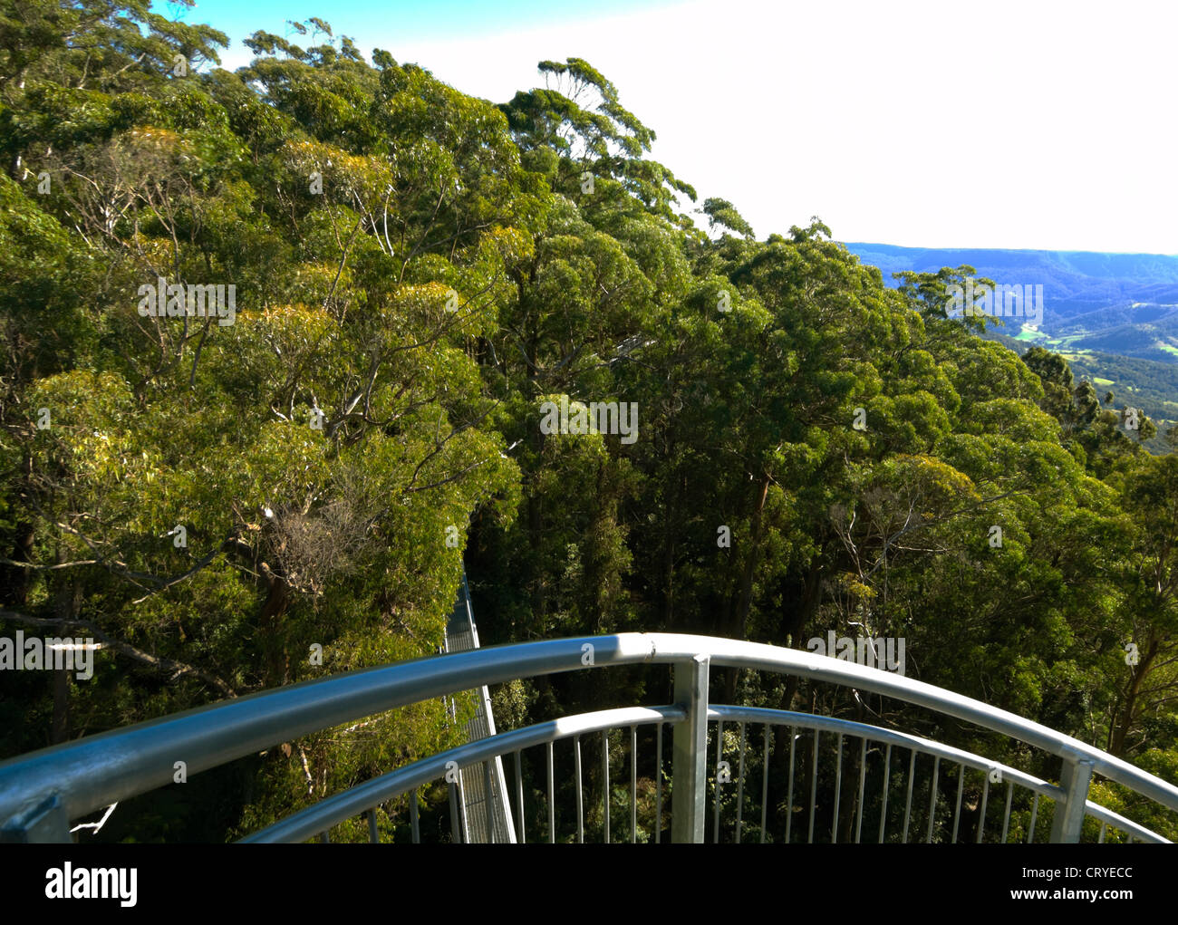 Illawarra Fly Tree Top Walk, près de Wollongong, New South Wales, Australie Banque D'Images