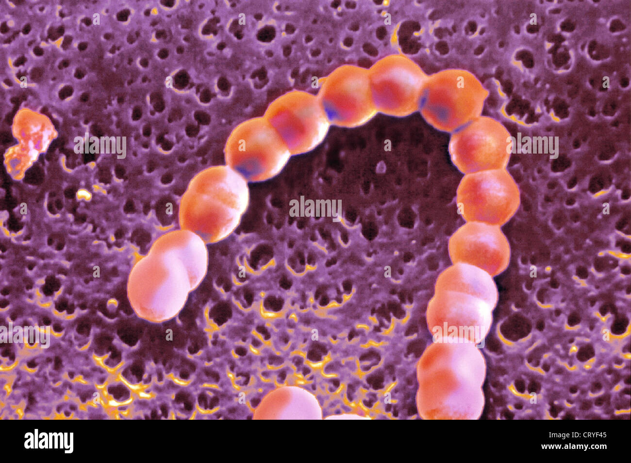 Grouper un streptocoque Banque d'image et photos - Alamy