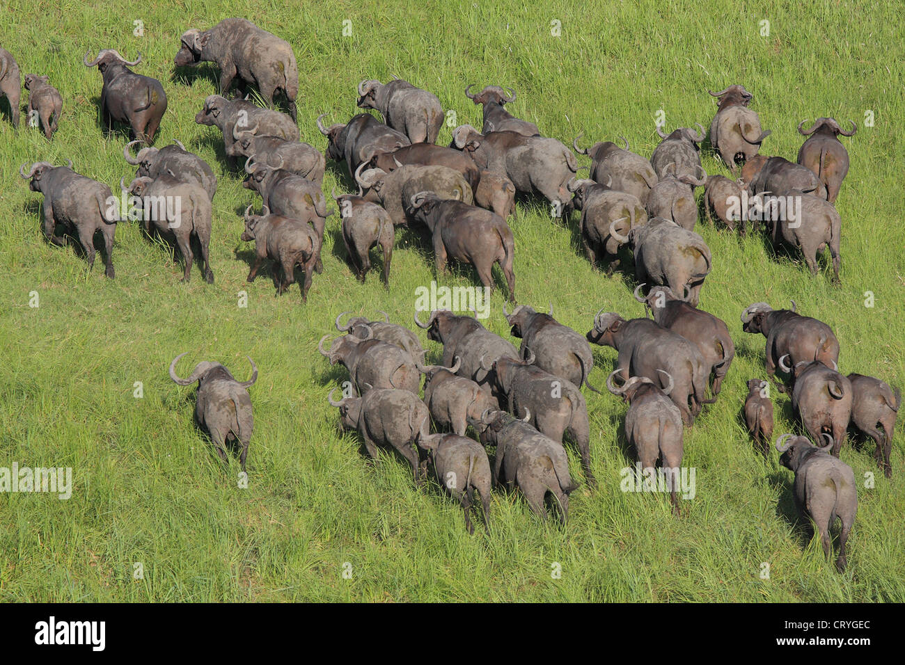 Vue aérienne de troupeau de bisons en marche Banque D'Images
