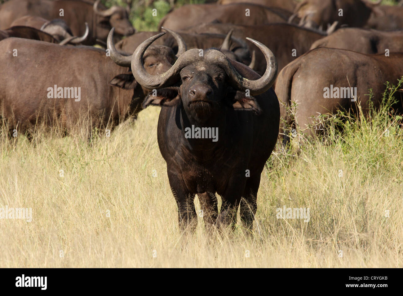 Buffalo bull avec l'élevage dans l'arrière-plan Banque D'Images