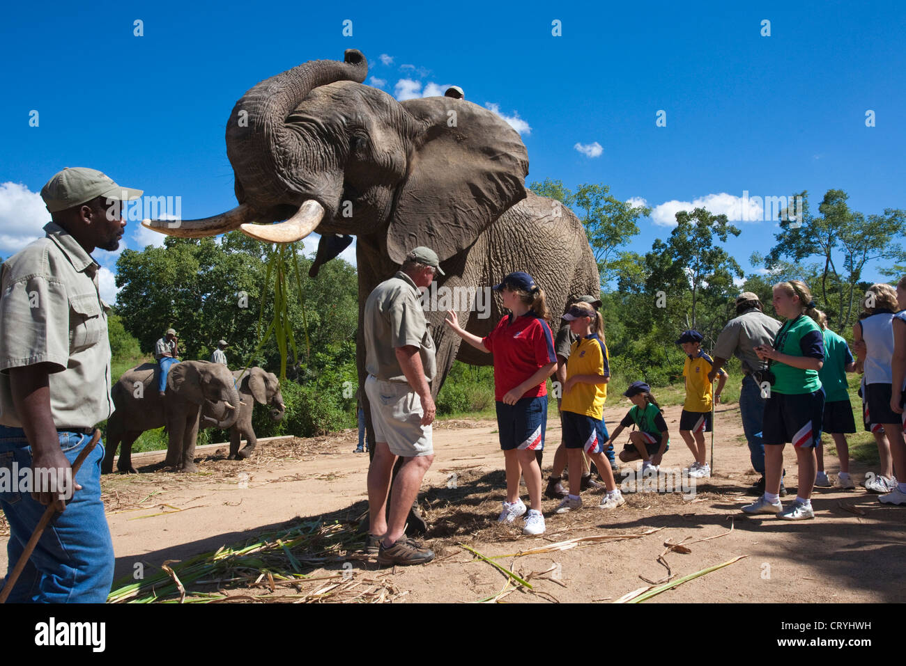 Les enfants en sortie scolaire à Elephant Whispers de toucher un éléphant bull - éléphants dénaturés Banque D'Images